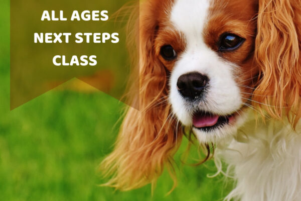 All Ages Next Steps Class, Saturday 30 August, 11am-12pm