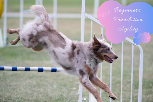 Beginners Foundation Agility- Monday 28th April, 7:30-8:30pm
