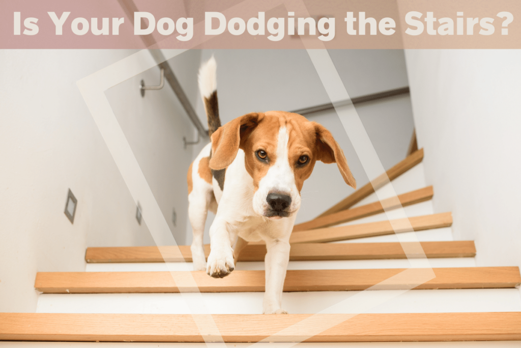 about beagle dog walking down stairs in a house 234