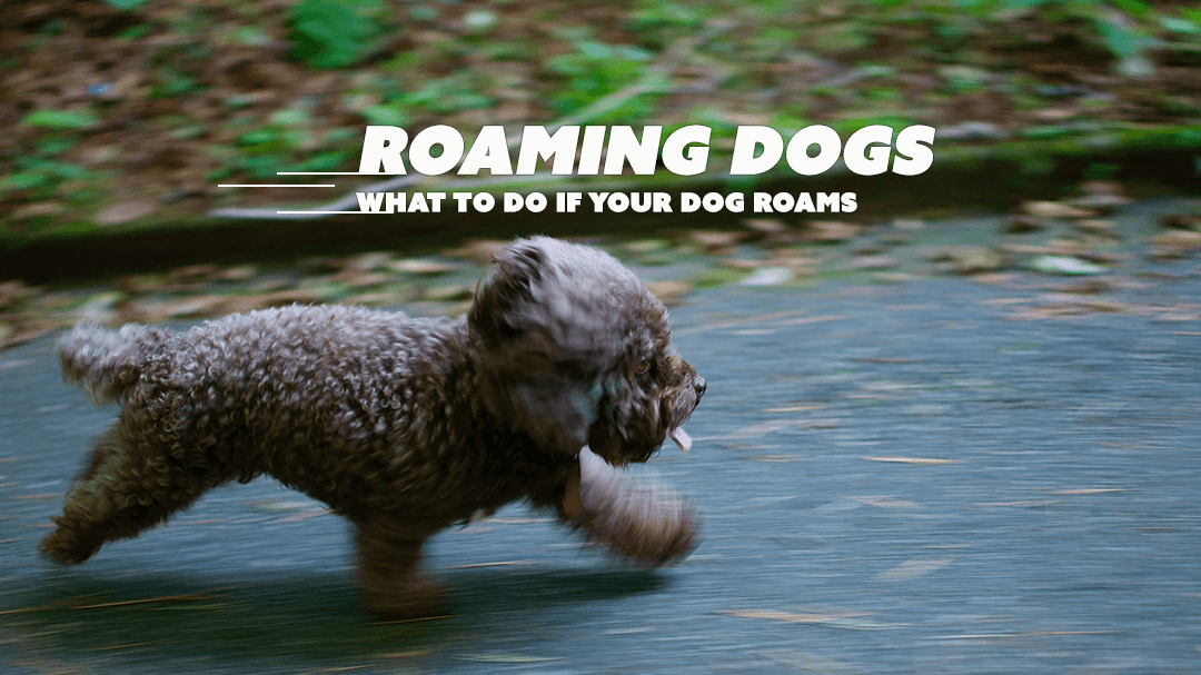 blog animal talent roaming dogs 38