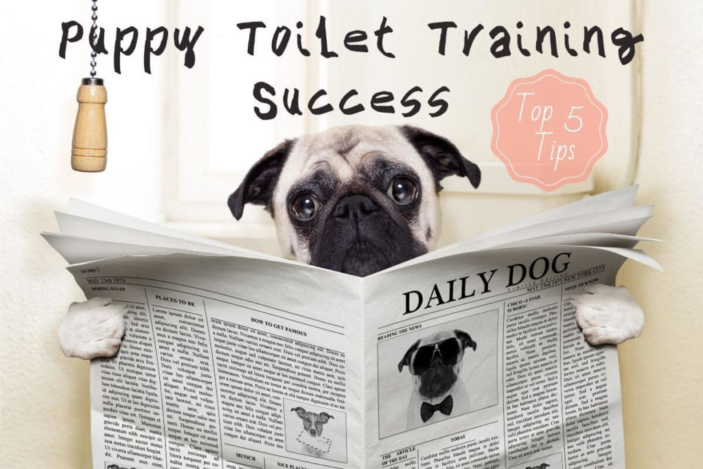 blog blog 5 tips for puppy toilet training success 202