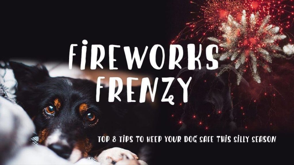 blog fireworks frenzy louise harding animal talent 178