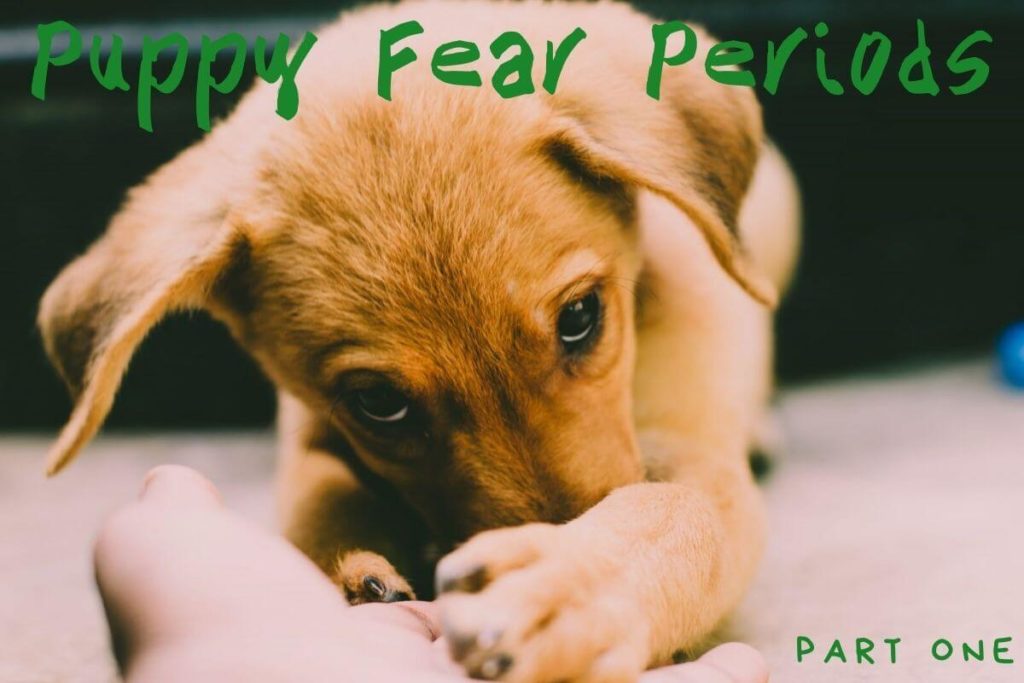blog puppy fear periods 1 203