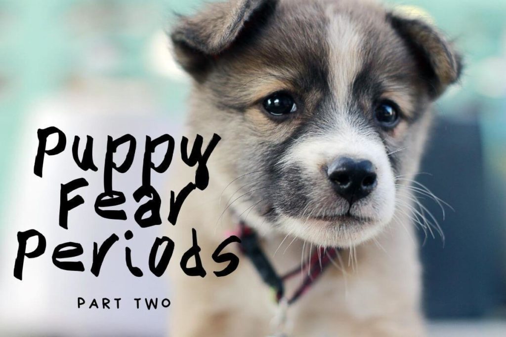 blog puppy fear periods 2 205