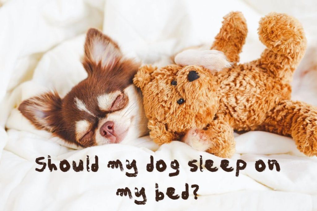 blog should my dog sleep on my bed 201