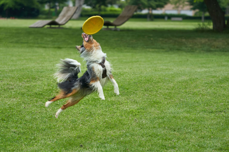 Disc Dog Saturday, 4th January, 2025, 57pm Animal Talent