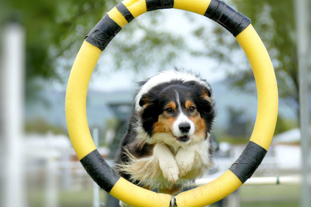 Tri-coloured Koolie dog jumping through an agility course hoop