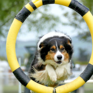 Tri-coloured Koolie dog jumping through an agility course hoop
