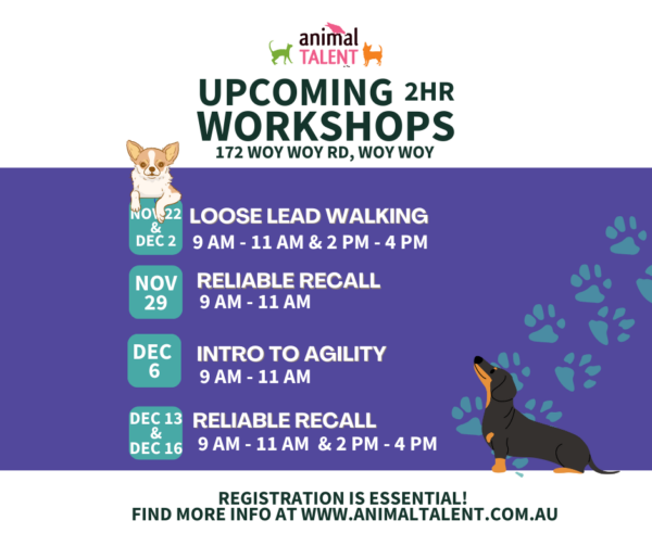 Upcoming workshops; loose lead walking November 22nd 9am to 11am & December 2nd 2pm to 4pm, reliable recalls november 29th 9am to 11am, Intro to agility december 6th 9am to 11am, reliable recalls december 13th 9am to 11am & december 16th 2pm to 4pm.
